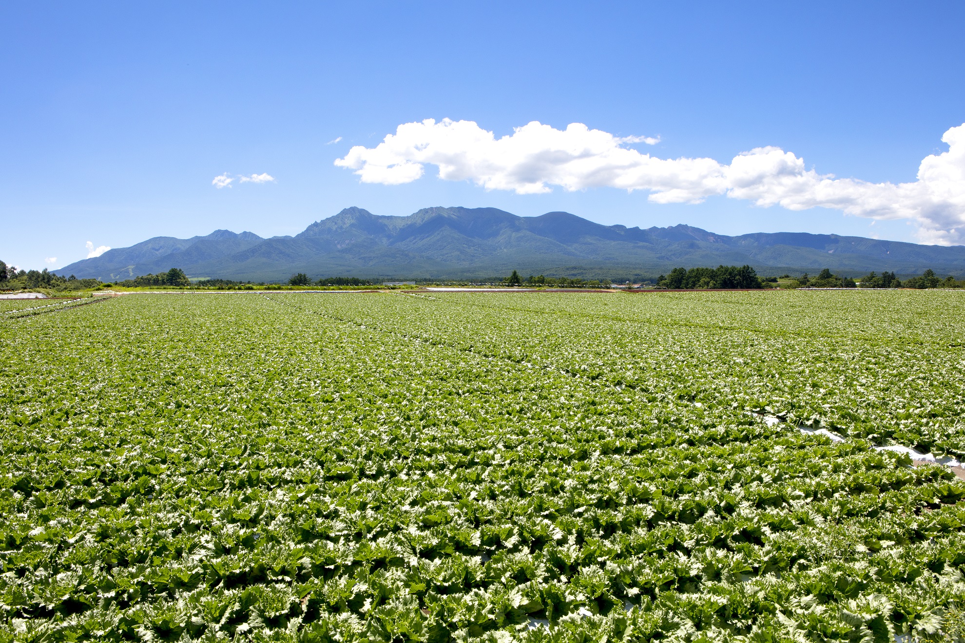 川上村 レタス畑