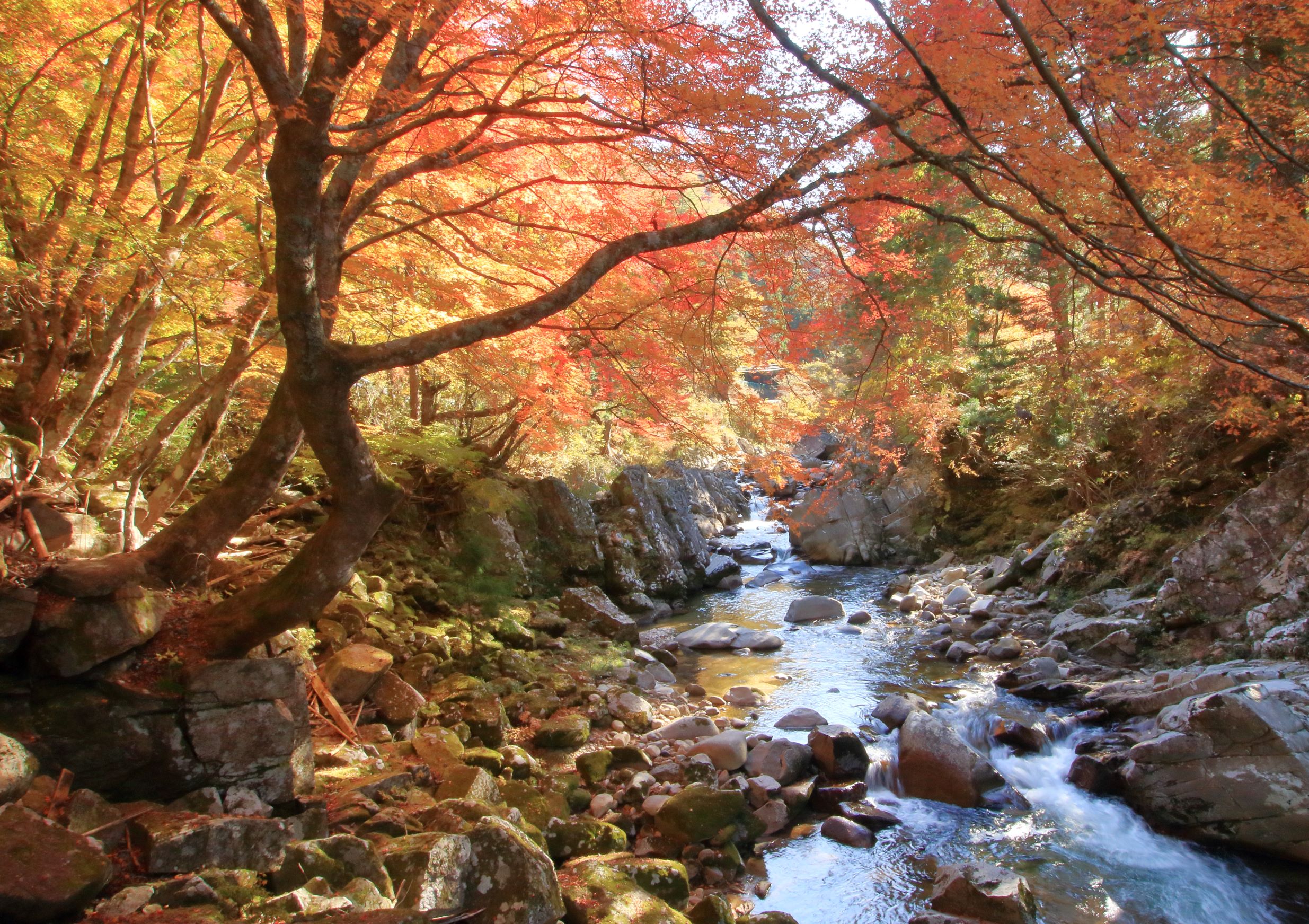 根羽村 小戸名渓谷の紅葉